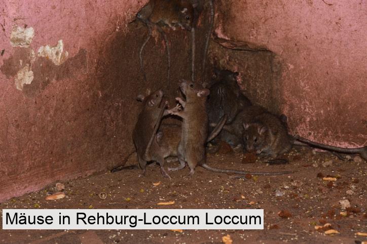 Mäuse in Rehburg-Loccum Loccum